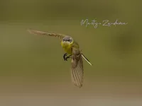 Gele Kwikstaart [Motacilla flava]